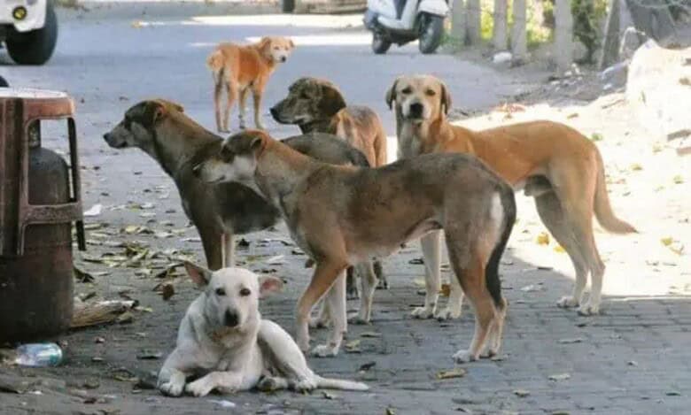 An image of stray dogs used for Representational purpose