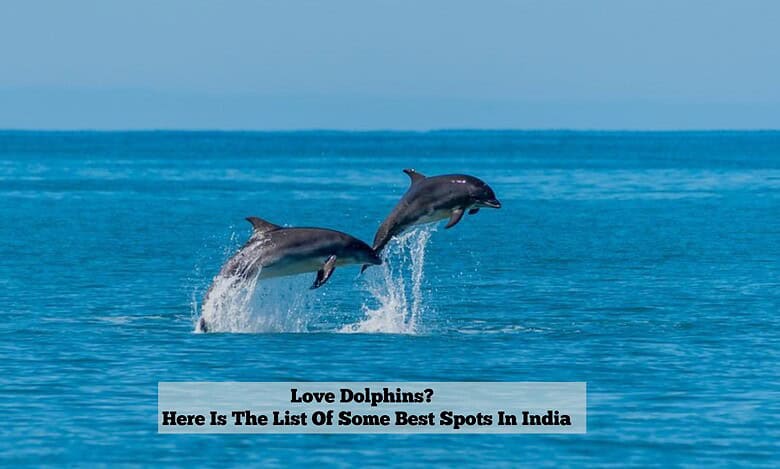 Dolphins spotting