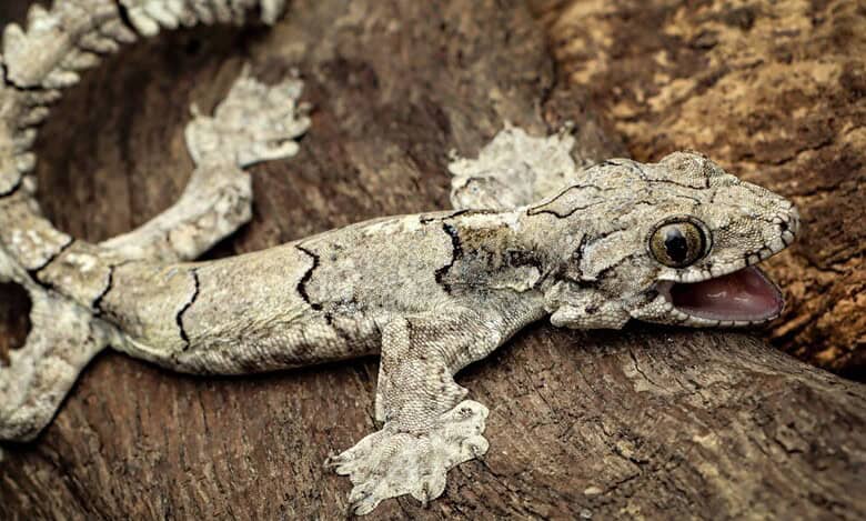 new Gecko species