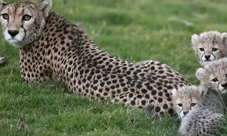 Cheetah cubs