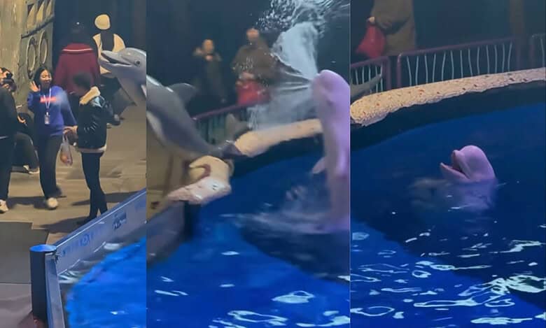 Dalian whale extinguishes man smoking