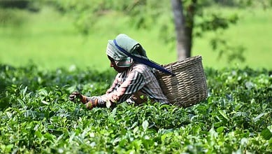 India tea