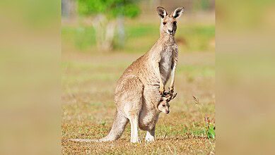 Image showing a Kangaroo in a field with its baby.