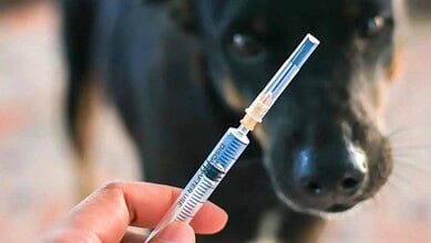 Rabies Shot