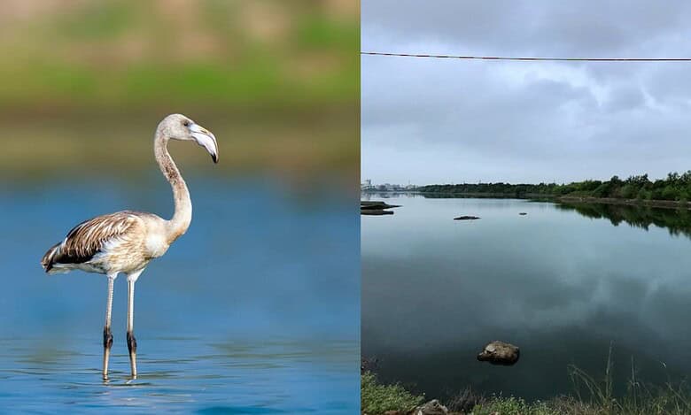 Want to spot a flamingo in Hyderabad? Head to Kistareddypet Lake