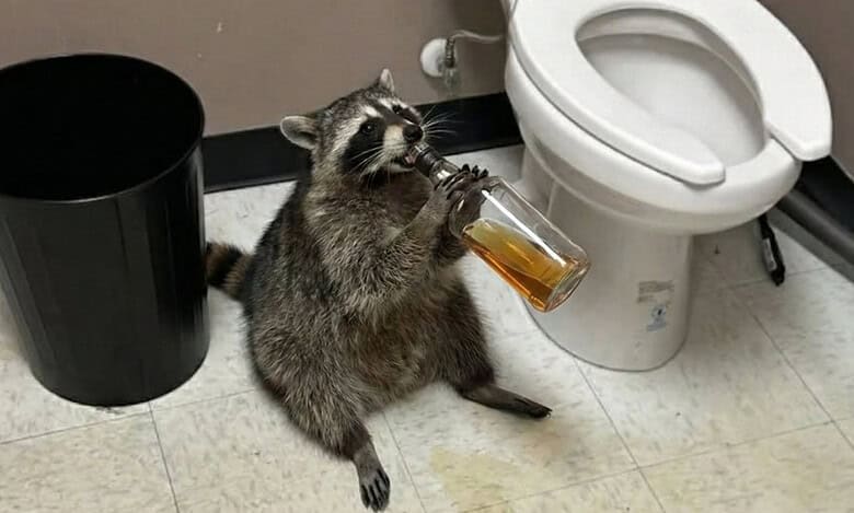 Raccoon goes on drunken rampage in Virginia liquor store