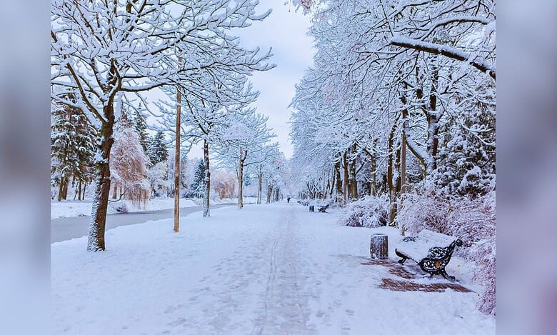 Snow-covered tree-lined pathway in winter with frost-laden branches creating a serene white winter landscape