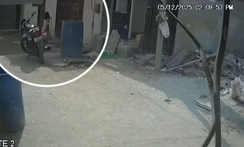 stray dog attack