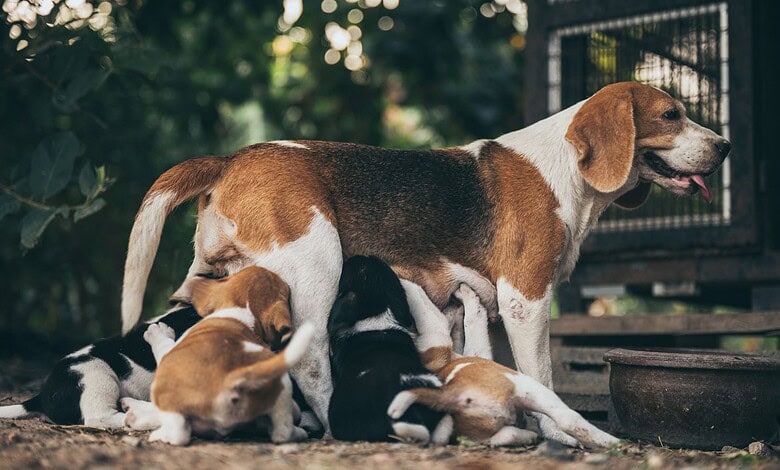 Dog and its puppies
