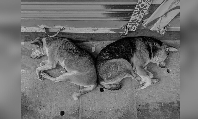 Image shows Two dogs lying close together on a concrete surface, resting in the shade beneath what appears to be a bench or platform.