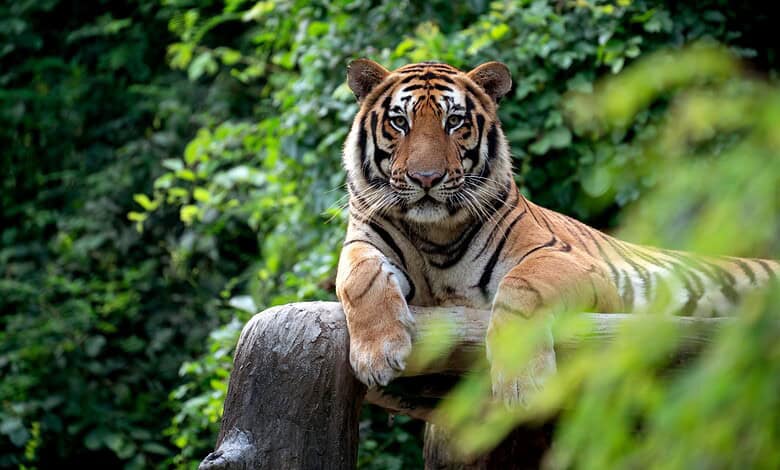 Tiger movement reported in more villages in Telangana’s Yadadri district
