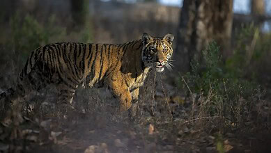 Tigers