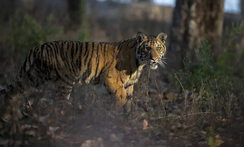 Tigers