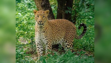 leopard