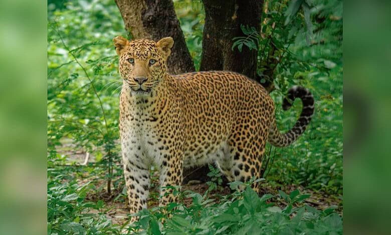 leopard