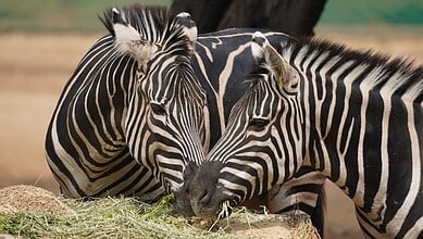 Zebras enjoying their cake at Hyderabad Zoo