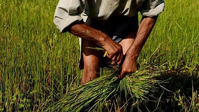 farmers