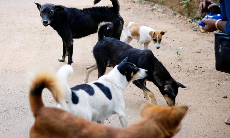 100 stray dogs ‘poisoned’ to death near Hyderabad, case booked