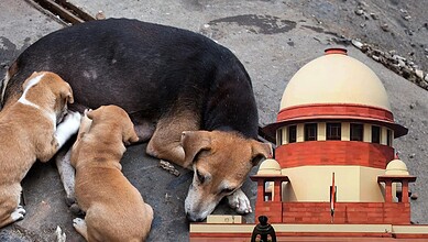 stray dogs SC