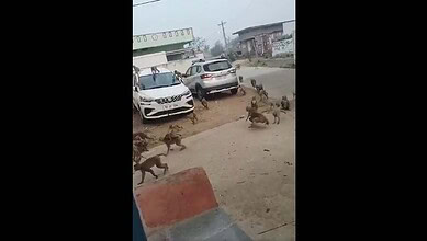 Monkeys try to enter houses in Telangana