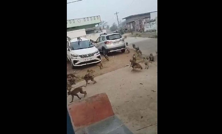 Monkeys try to enter houses in Telangana