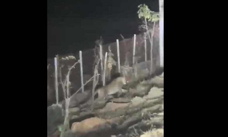 Leopard spotted in Telangana