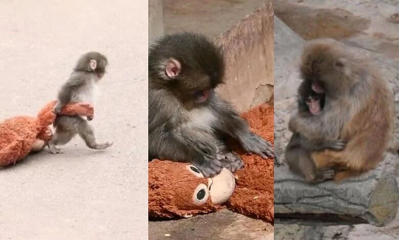 Adorable baby monkey Punch playing with a plush toy, showcasing its playful nature.