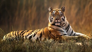 A majestic Bengal tiger lying on the grass with a blurred natural background.