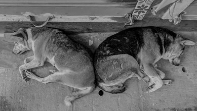 Stray dogs