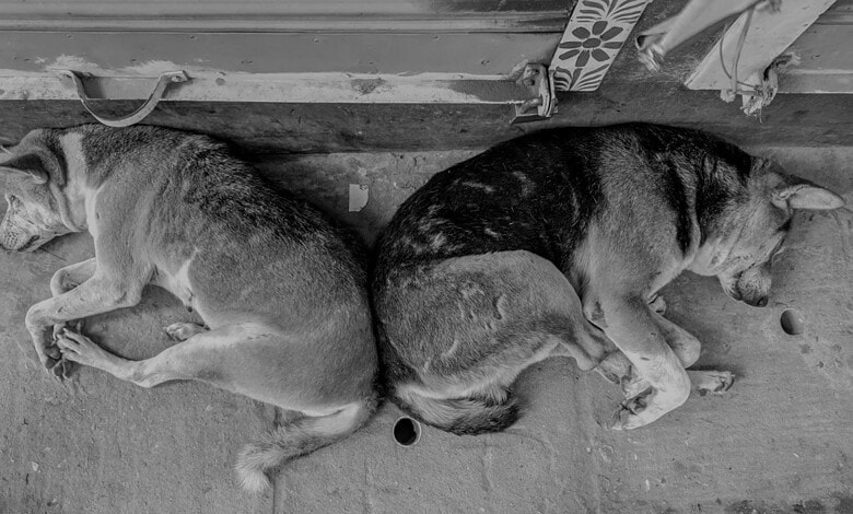 Stray dogs