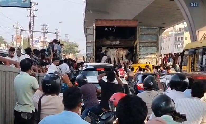 Accident scene showing a truck carrying cows colliding with a car, with onlookers and a chanting crowd in.