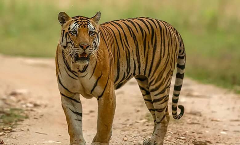 tiger