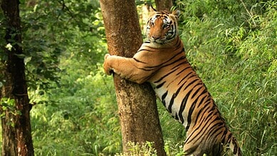 tiger