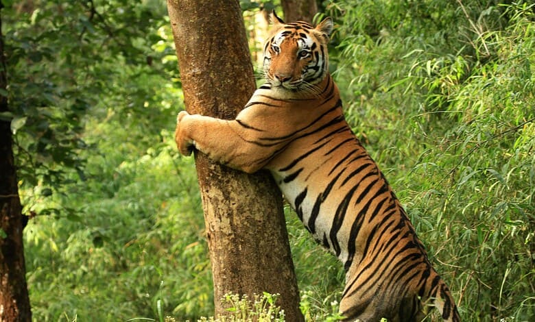 tiger