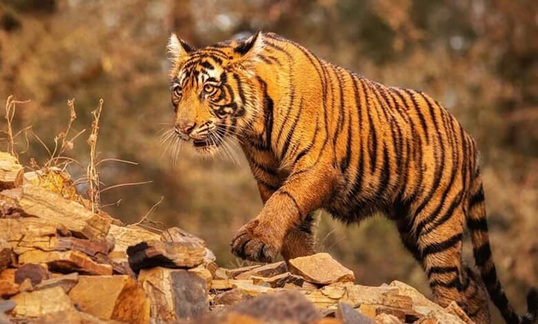 Advisory issued as roaming tiger tracking continues in Telangana