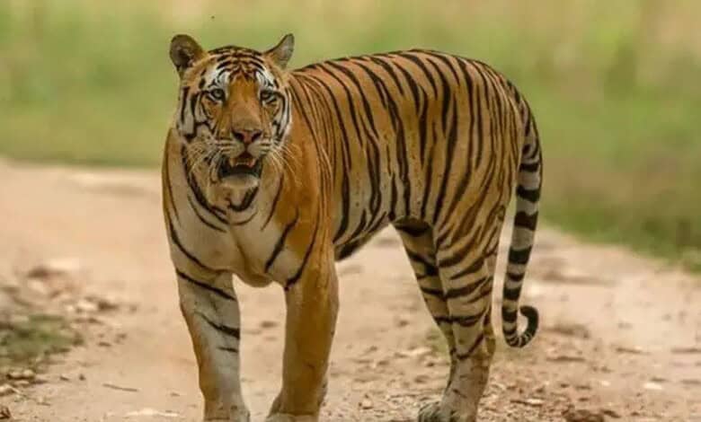 Representational image of a tiger