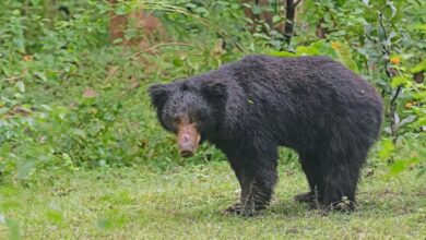bear