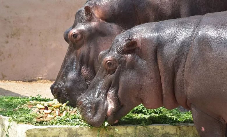 Two hippopotamuses relishing the delicious 5 kg cake made with love by Hyderabad Zoo authorities