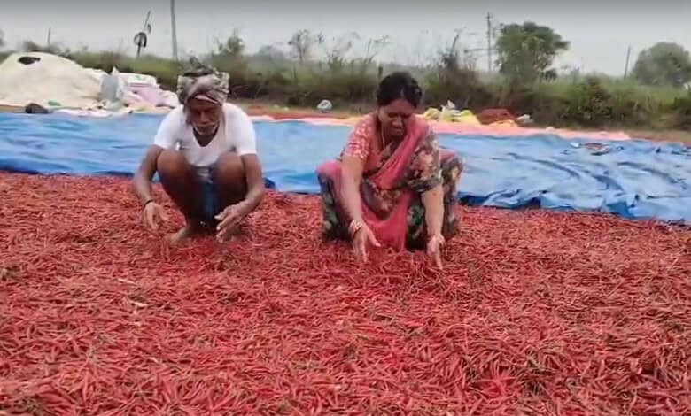 Sudden rains in Telangana destroy crops, leave farmers in despair