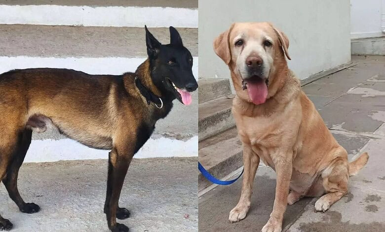 Telangana police dogs Rana and Rado, part of Cyberabad's K9 unit, ready for duty.