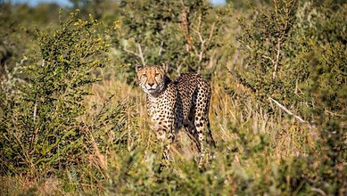 Cheetah standing in grassland at Kuno National Park, Madhya Pradesh, India.