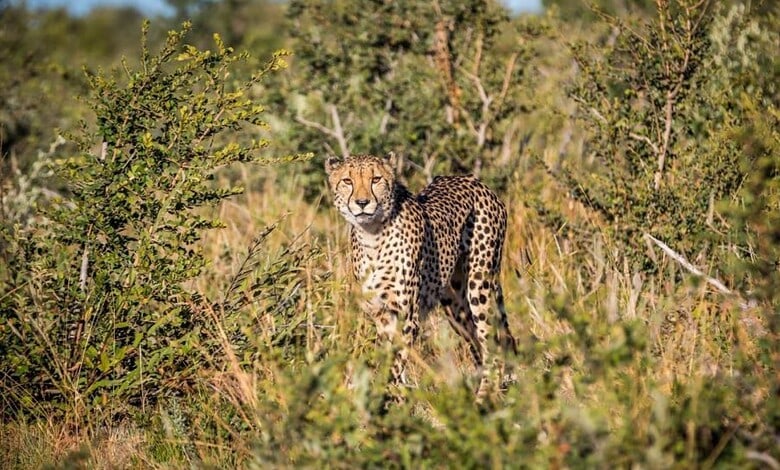 Cheetah standing in grassland at Kuno National Park, Madhya Pradesh, India.