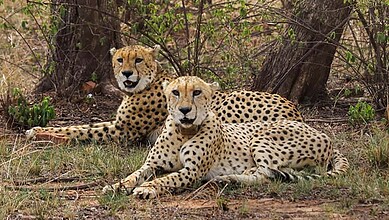 Cheetahs at Kuno National Park (KNP)