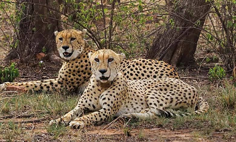Cheetahs at Kuno National Park (KNP)