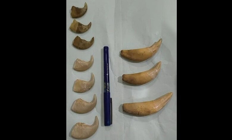 tiger nails, canine teeth