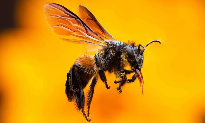 A swarm of bees sting BJP workers during Union Minister of State for Home Affairs Bandi Sanjay's padayatra in Jagtial district on Saturday, March 14.