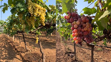 The images show grapes being cultivated at the Grapes Research Center in Rajendranagar.