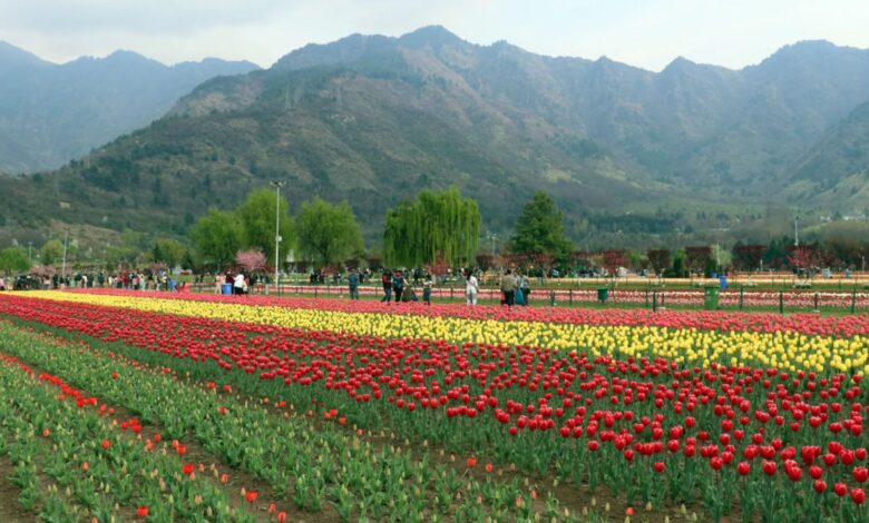 Asia's largest tulip garden in Kashmir opens with 1.8 million blooms