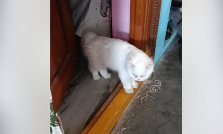 20-yr-old woman dies by suicide after pet cat’s death in Hyderabad