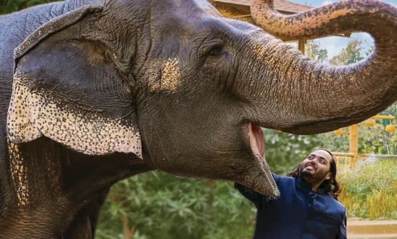 No violations: SC rejects petition seeking probe into Vantara wildlife imports